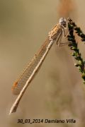 Sympecma paedisca